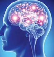 brain